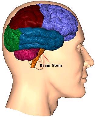 3. Midbrain - site of many visual reflexes B. Brain is made of 4 parts: 1. Brainstem 2. Cerebellum 3. Diencephalon 4. Cerebrum C.