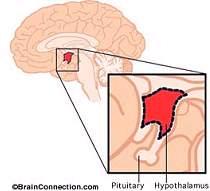 2. Hypothalamus (under the thalamus) a. Nervous system link to endocrine (hormone) system via pituitary gland (posterior=n.s. anterior=endocrine) b.