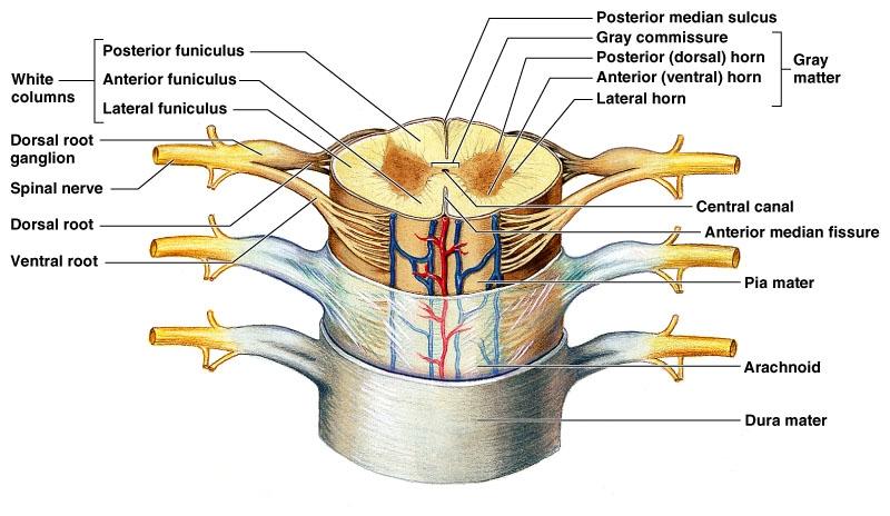 5. Fill in the table. Name of layer Location Week 7 and 8 Master Worksheet Structure Dura mater Intermediate layer Innermost layer Attached right to the surface of the brain and spinal cord. 6.