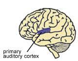 Specialized Areas of the Cerebrum Auditory Cortex: input