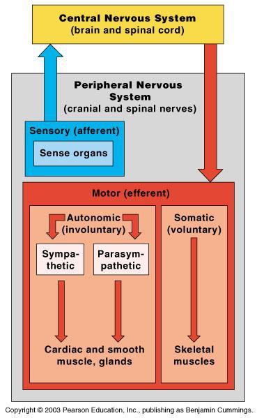 Organization of the Nervous System Figure 7.
