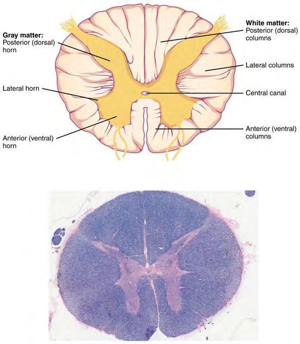 Chapter 13 Anatomy of the Nervous System 567 Figure 13.