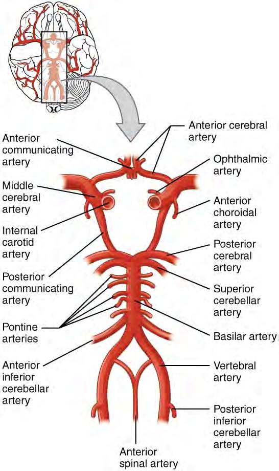 570 Chapter 13 Anatomy of the Nervous System supply the CNS are the vertebral arteries, which are protected as they pass through the neck region by the transverse foramina of the cervical vertebrae.