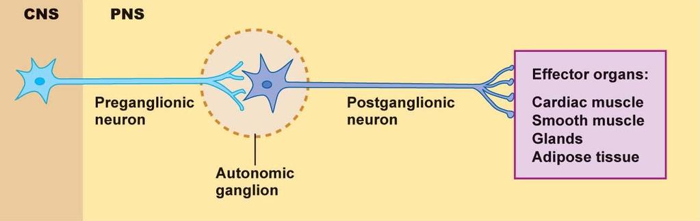 AUTONOMIC NERVOUS SYSTEM Autonomic efferent pathways begin with preganglionic neurons with cell bodies in the CNS.