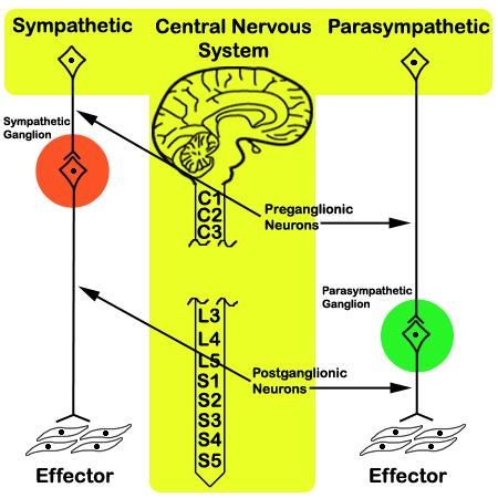 AUTONOMIC NERVOUS SYSTEM Parasympathetic preganglionic neurons exit the CNS