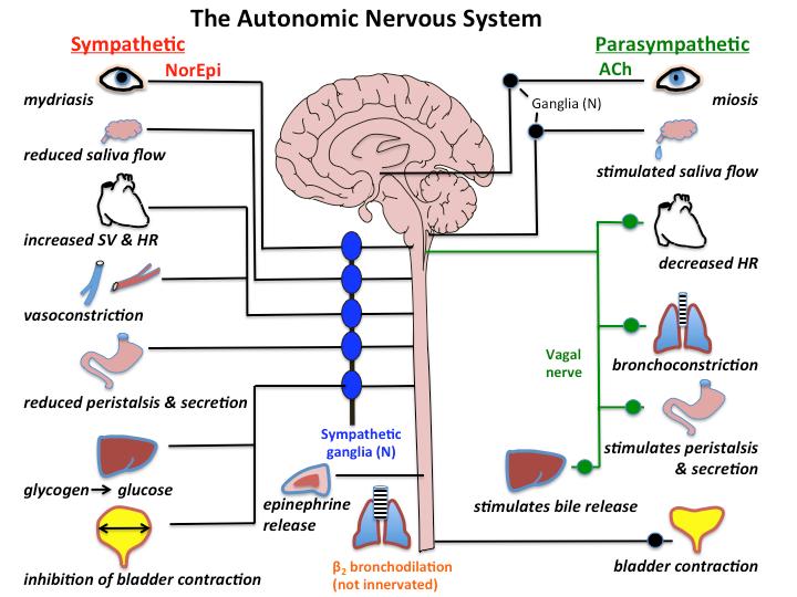 AUTONOMIC NERVOUS SYSTEM The sympathetic and parasympathetic divisions often work in opposition; acting together, they can adjust effector functions up or