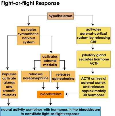 AUTONOMIC NERVOUS SYSTEM The fight-or-flight response is an effect of the sympathetic division.