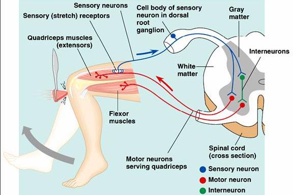 SPINAL REFLEXES Many neurons that