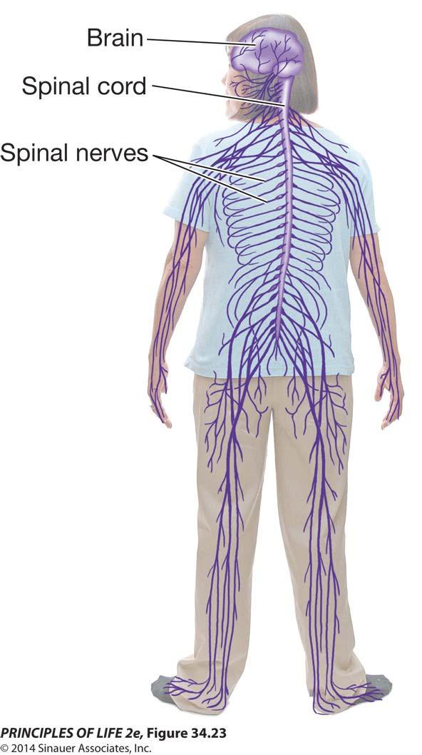 leave the CNS in spinal nerves.