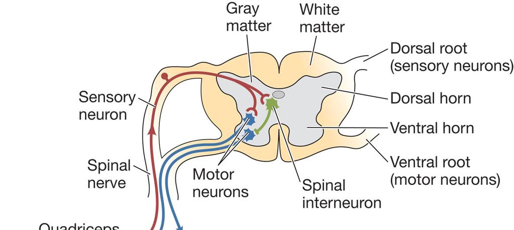 3. The sensory neuron synapses with a motor neuron in the spinal cord 2.