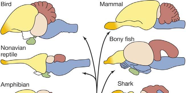 VERTEBRATE EVOLUTION OF THE FOREBRAIN Vertebrate brains have three main