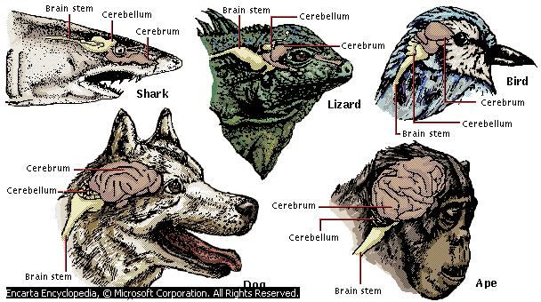VERTEBRATE EVOLUTION OF THE FOREBRAIN However, it is important to note that some animals with small brains exhibit stunning
