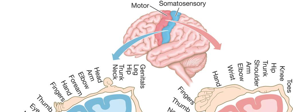 SPECIFICITY IN MAMMALIAN CEREBRAL HEMISPHERES Parts of the brain that serve various