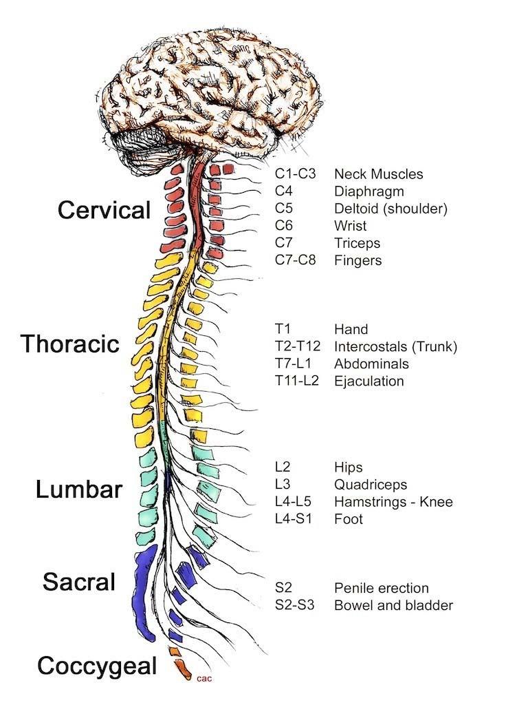 CENTRAL NERVOUS SYSTEM Central nervous system (CNS) brain and