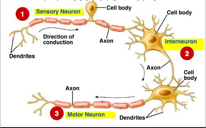 TYPES OF NEURONS Interneurons neurons confined to the CNS Sensory neurons sensory receptor cells or neurons that carry signals from sensory cells to