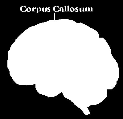 by the corpus callosum