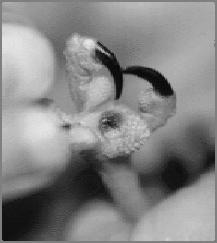 aureus (most common) Staph aureus subsp.