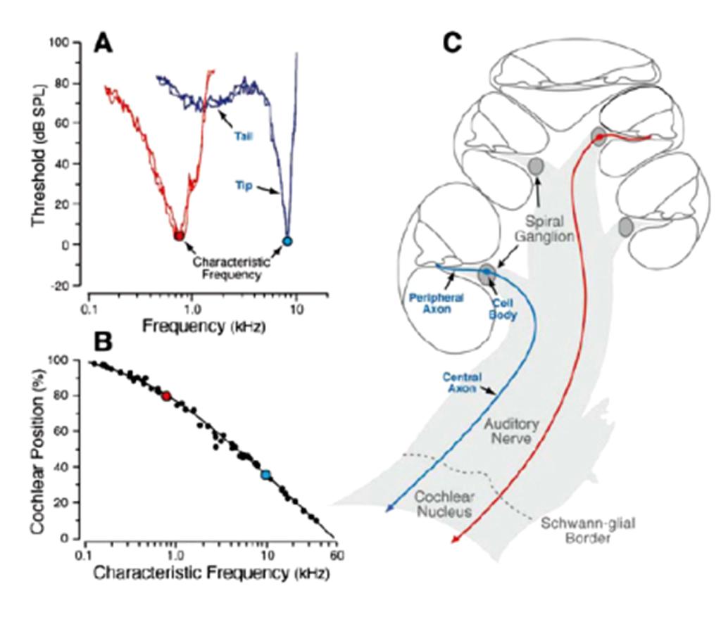 Auditory Nerve Structure and Function Tuning curves Cochlea Apex Cochlear Frequency Map Auditory Nerve