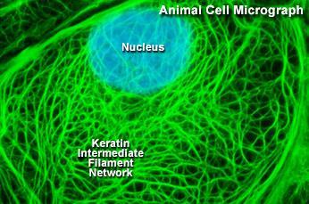 the body - Keratinocytes (95%), melanocytes - Keratin and melanin are