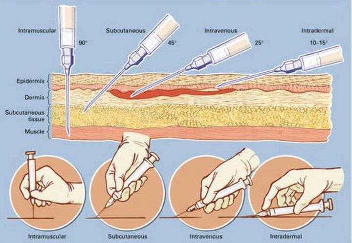 Subcutaneous Tissue (Hypodermis) 6 - Lowermost layer of the skin - Loose connective tissue and fat, larger blood vessels and