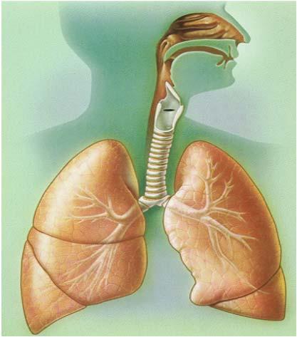 Practice Guideline Nasotracheal Suctioning 2004 Revision & Update 34 Suctioning the Tracheobronchial Tree Bronchial Tube Cross Section Oropharynx Carina Nasopharynx