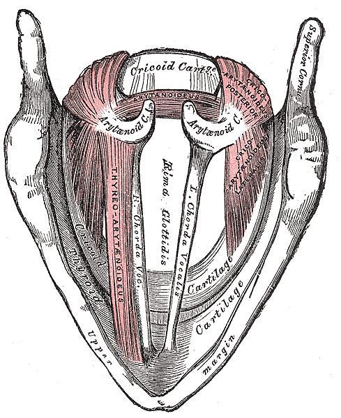 cricothyroid membrane, and mucosa of subglottic larynx (Figure 2).