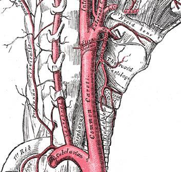The thyroid isthmus typically crosses the 2 nd and 3 rd tracheal rings, and is out of harm s way, unless a pyramidal thyroid lobe is present (Figure 2).