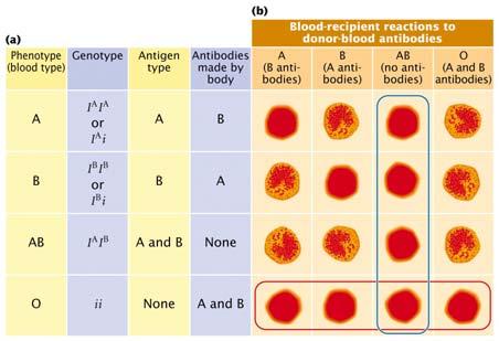 Chapter 5 Extensions and Modifications of Basic Principles I. Multiple Alleles The ABO blood group has multiple alleles codominance and complete dominance.