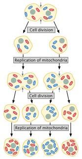 B. Cytoplasmic inheritance organelles or particles Mitochondria and chloroplasts have own genome 1. Mitochondrial genome Rules of extranuclear inheritance 1.
