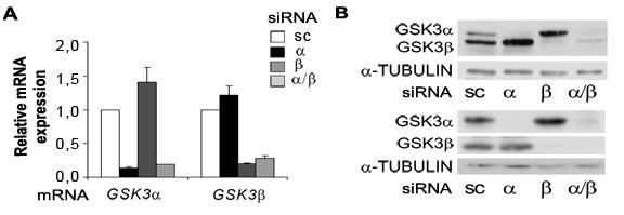 Analysis of the role of GSK3 on glucocorticoid-mediated signaling 2.5.