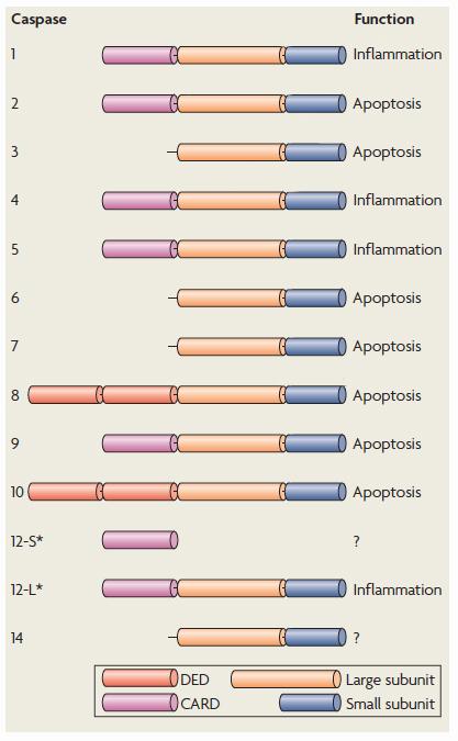 Introduction presence of a CARD (caspase-recruitment domain) or DED (death effector domain) interaction domains at their N-terminus.