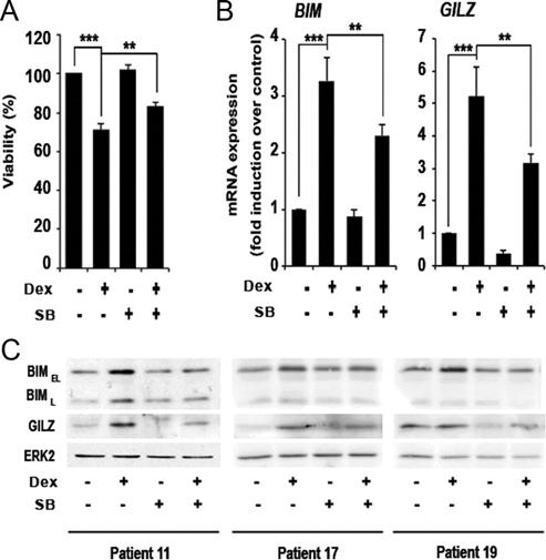 1514 Rubio-Patiño et al. Role of GSK3 on GR Transcriptional Activity Mol Endocrinol, September 2012, 26(9):1508 1520 FIG. 3. GSK3 is important for GR transcriptional function.