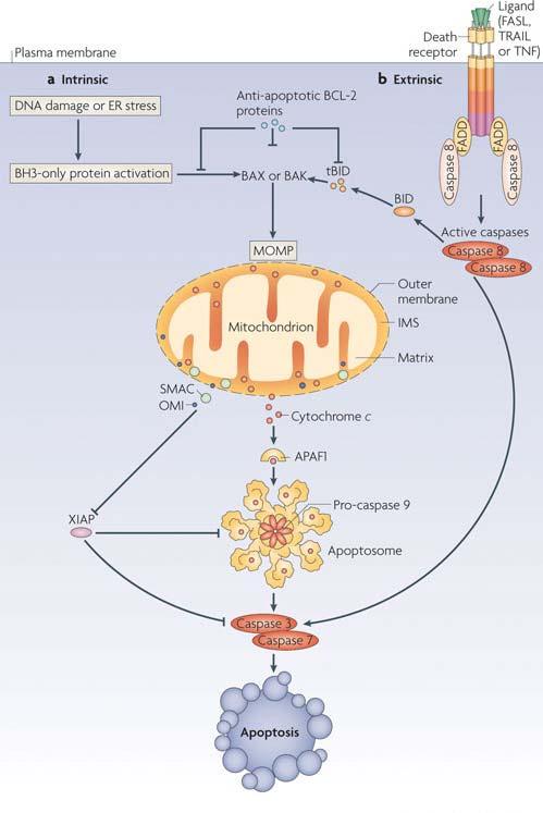 Introduction Figure 5. Intrinsic and extrinsic apoptotic pathways. (a) Intrinsic pathway of apoptosis. The main organelle in the intrinsic pathway is the mitochondria.
