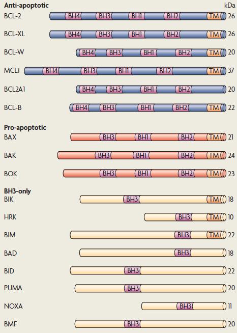 Introduction Figure 6. BCL-2 family members. This family of proteins is divided into three groups based on their BCL- 2 homology (BH) domain organization. TM: transmembrane domain.