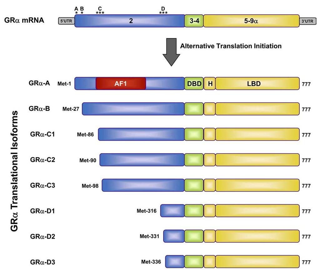 Mechanisms of GC signaling Figure 10. GRα isoforms that are generated by alternative translation initiation and sites of posttranslational modification.