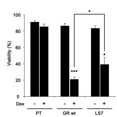 Analysis of the effect of Glucocorticoids in Jurkat Parental, GR wt and LS7 cells In order to analyze the effect of GCs over the cell viability of Jurkat cell lines, these were treated for 24 hours