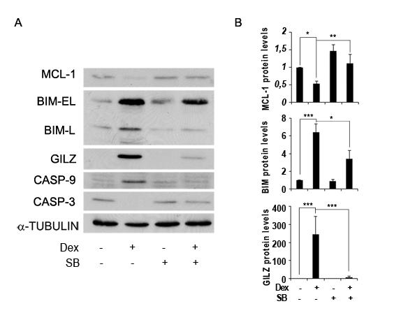 Results It has been previously reported that the decrease of MCL-1 protein is necessary to induce apoptosis (Nijhawan et al.