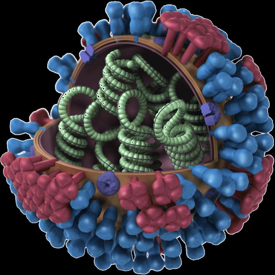 Influenza Viruses Influenza A viruses