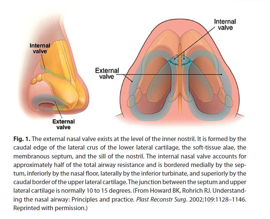 Figure 8. The external and internal nasal valves.