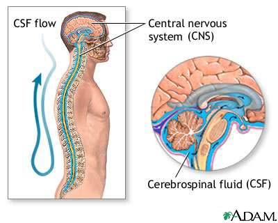 Cerebrospinal fluid provides a constant environment CSF protects the brain 1. Cushions the brain 2.