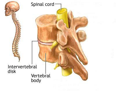 cells Superhighway for nerve impulses traveling between the brain and rest of body Vertebra protect the spinal