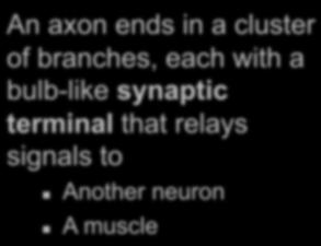 each with a bulb-like synaptic terminal that relays signals to Another A muscle Axon Supporting cell pathway