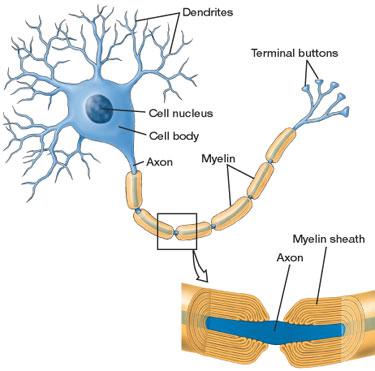 Neurons carry electrical signals 100 billion in brain Glia Trillions of support cells Several different