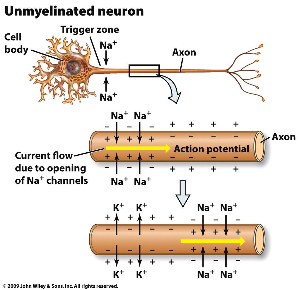 reverses polarity Action potentials are all or nothing events dendrites axon cell body