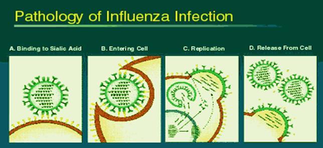 Pathophysiology From: Pathology of Influenza Infection Viral replication Binds to host cell wall Destroys cell wall Injects RNA Viral