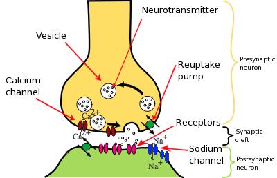 Transmission of action potential across synapse accomplished by neurotransmitters which are molecules stored in synaptic vesicles Steps in transmission 1) Nerve impulse travels along axon to axon