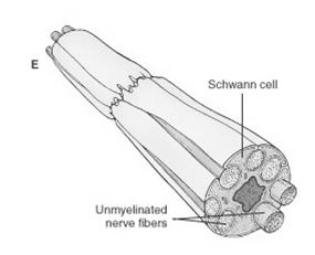 Sheath and Neurilemma, Formed by Schwann Cells Also Known as Myelinated Nerve Fibers(White) NO COVERINGS (UNMYELINATED NERVE FIBERS) Some Axons of