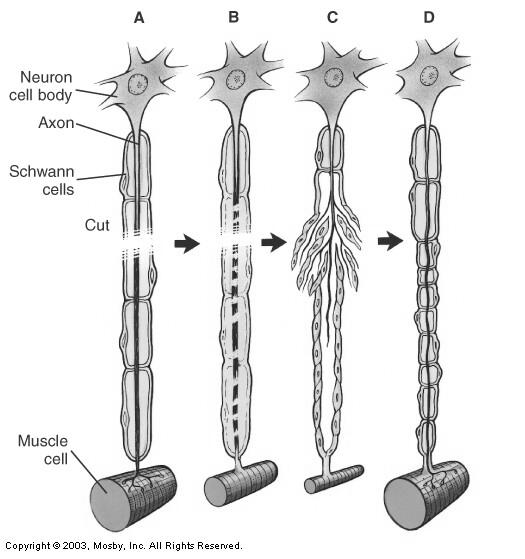 Unmyelinated vs Myelinated Neuron Structure: Axon Coverings: NOTES Neurilemma Functions in Repair of Neurons Mature Neurons Are Not Capable