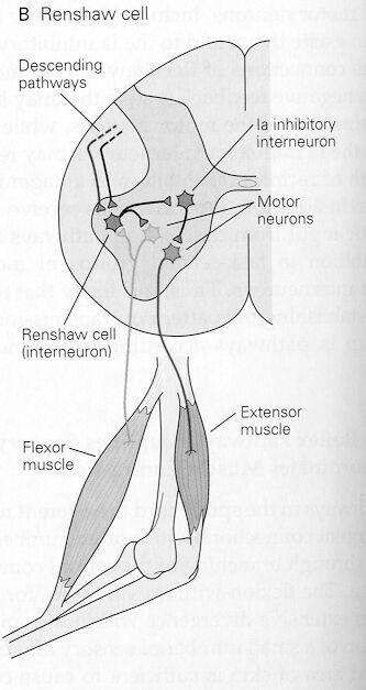 FUNCTIONAL CLASSIFICATION INTERNEURONS "Between Neurons", Conduct Nerve Impulses From Afferent Neurons to Efferent