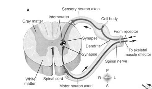 DEFINITION Gray Neuron Cell Bodies (CNS, PNS) and/or Unmyelinated Nerve Fibers (PNS) NUCLEI (us) Gray